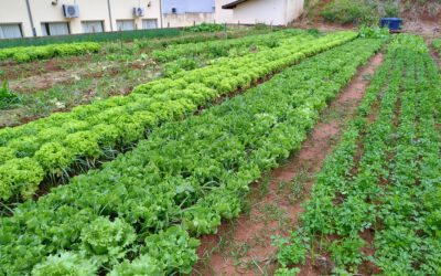 Horta da Legião Mirim: sabor, saúde e sustentabilidade